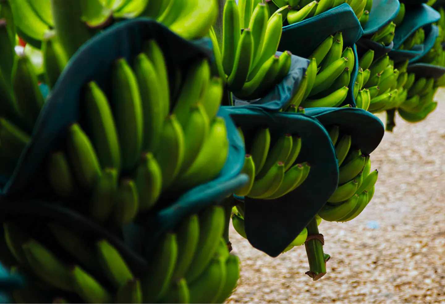 Racimos de bananas verdes de Sirena Fruits