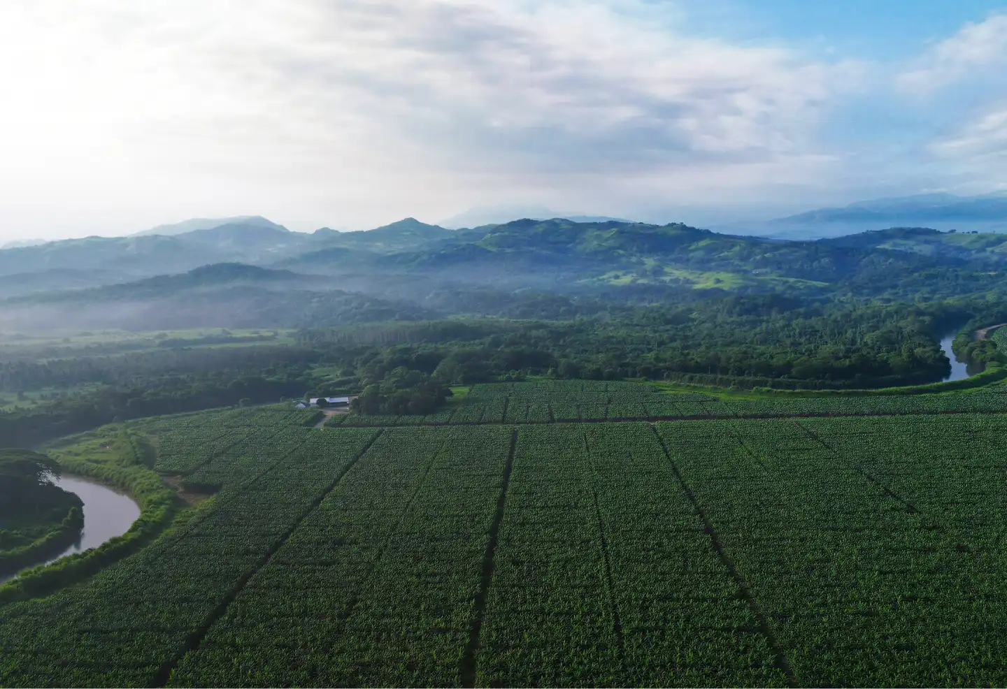 Paisaje de plantio de Sirena Fruits 
